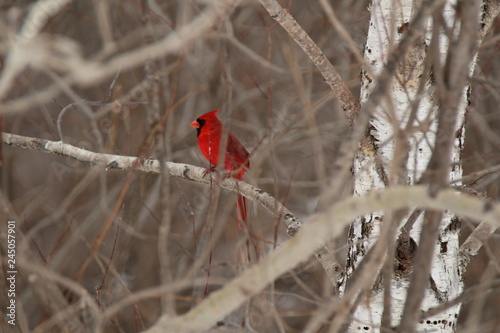 Cardinal sur la brache en foret