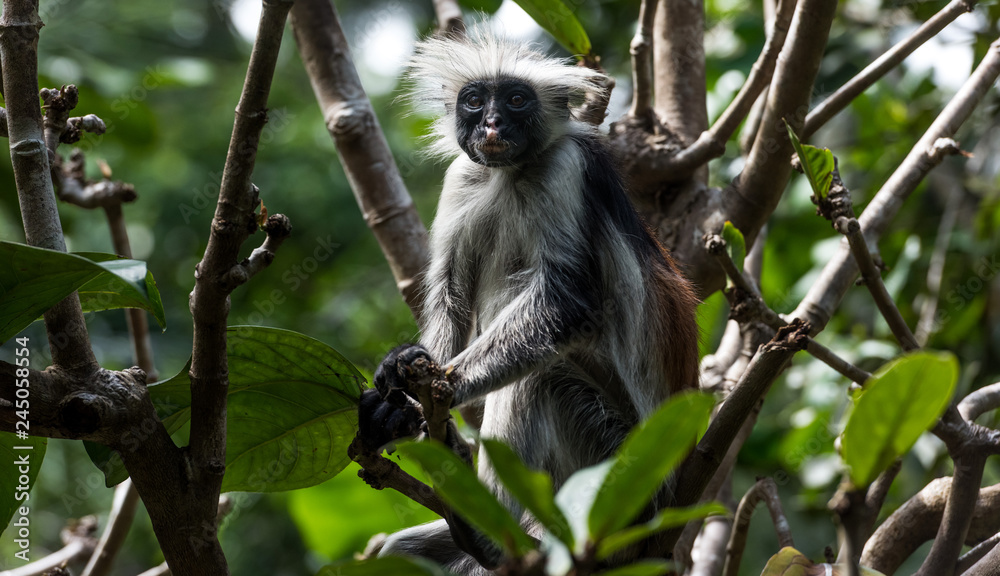 Obraz premium Red Colobus, Zanzibar