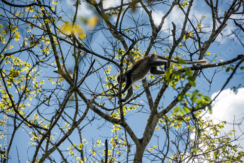 Red Colobus, Zanzibar