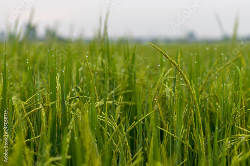 Rice grains and dew drops in the morning.