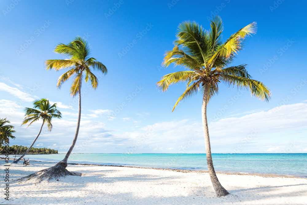 Naklejka premium Palmy kokosowe to dziewicza plaża bounty