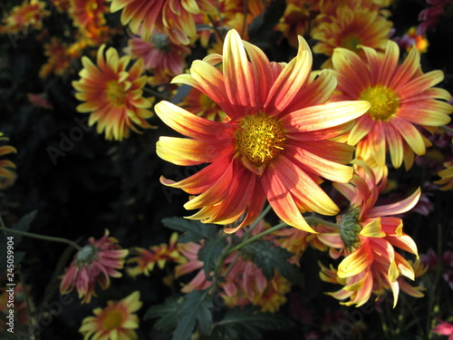 Wallpaper Mural Amazing chrysanthemums of the queen of autumn. When everything dies they come to life. Torontodigital.ca