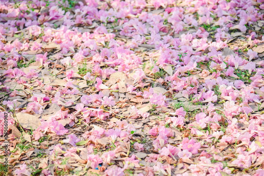 Pink flower Chompoo Pantip blossom in Thailand  , Thai sakura with sweet background , Background