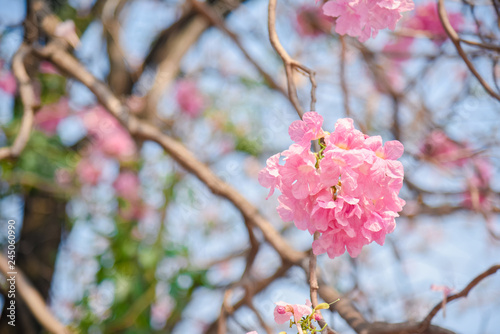 Pink flower Chompoo Pantip blossom in Thailand    Thai sakura with sweet background   Background