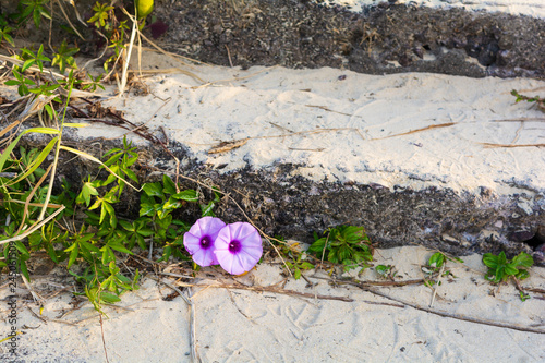 Pink blindweed with two flowers on beac in Sunshine Coast, Queensland, Australia photo