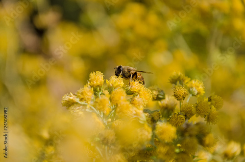 A bush of yellow flowers with a bee-like insect