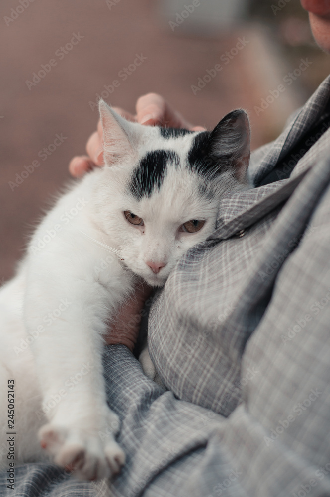 White cat trustingly pressed against a woman