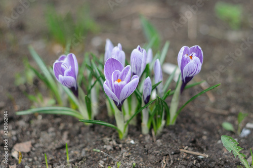 Purple Pickwick crocuses in the spring flowerbed