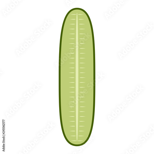 Isolated cut cucumber image. Vector illustration design