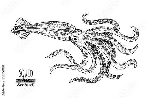 Hand drawn sketch squid. Seafood vector illustration for menu, restaurants or markets.Retro style.