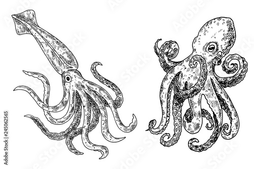 Hand drawn sketch octopus and squid. Seafood vector illustration for menu, restaurants or markets.Retro style.