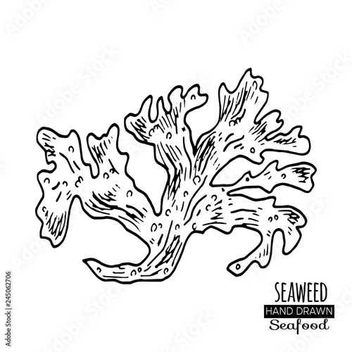 Hand drawn seaweed. Underwater flora, sea water seaweeds aquarium kelp and corals.