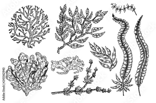 Hand drawn seaweed. Underwater flora, sea water seaweeds aquarium kelp and corals.