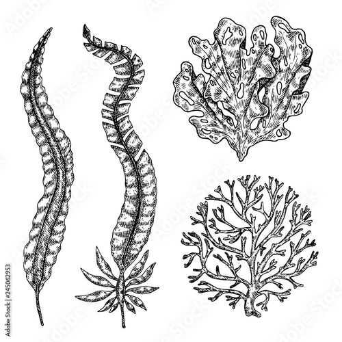 Hand drawn seaweed. Underwater flora, sea water seaweeds aquarium kelp and corals.