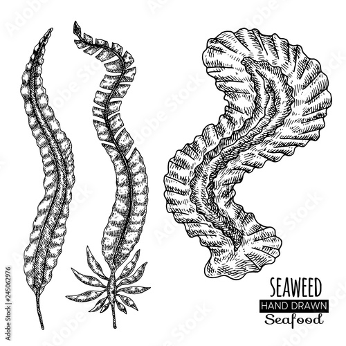 Hand drawn seaweed. Underwater flora, sea water seaweeds aquarium kelp and corals.