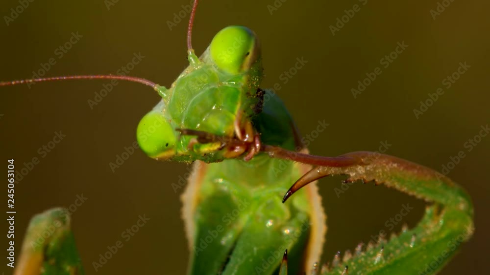 European praying mantis (Mantis religiosa) cleaning itself European praying mantis (Mantis religiosa) cleaning itself