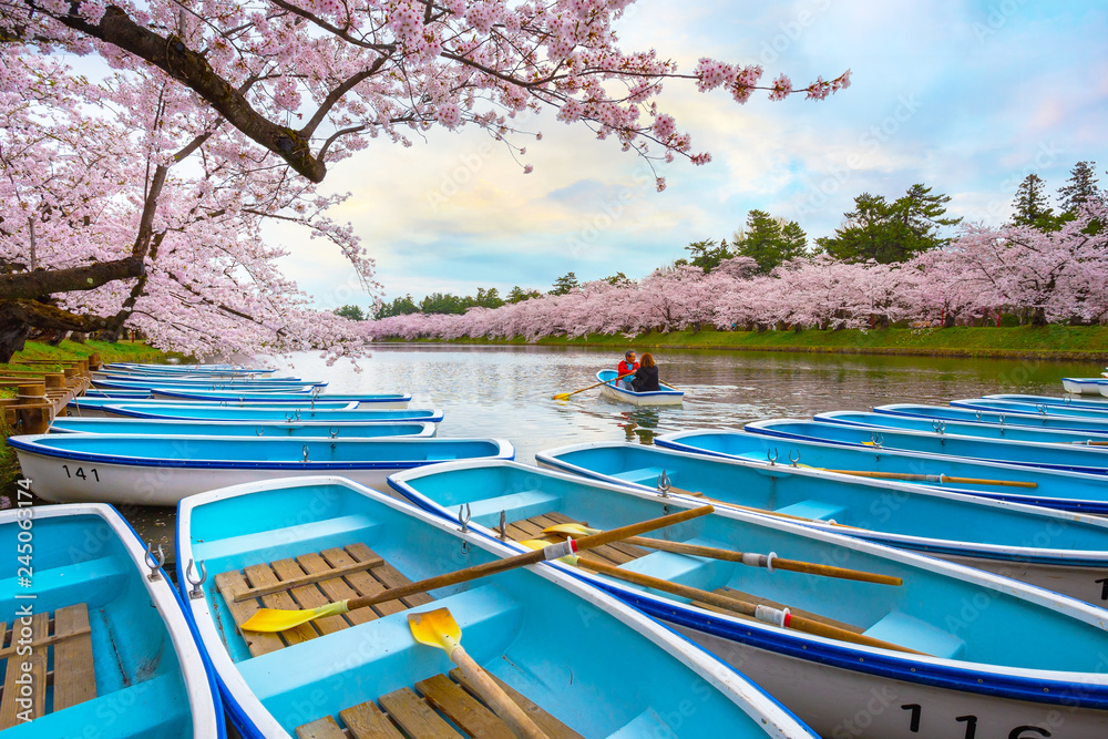 Fototapeta premium Pełny kwiat Sakura - Czereśniowy okwitnięcie przy Hirosaki parkiem, Japonia