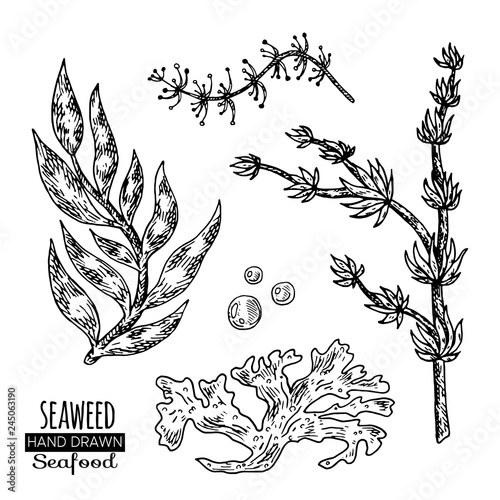 Hand drawn seaweed. Underwater flora, sea water seaweeds aquarium kelp and corals.