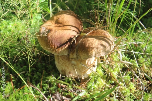 white mushrooms fused on one leg