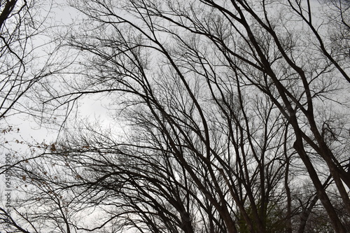 Dull Tree in Korean