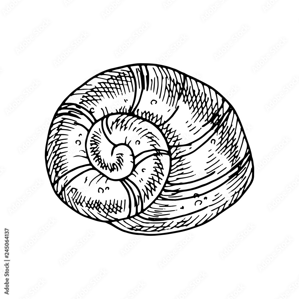 Obraz premium Hand drawn seashell. Monochrome illustration vintage seafood. Oyster sketch. Great for Fish and sea food restaurant menu, flyer, card, business promote.