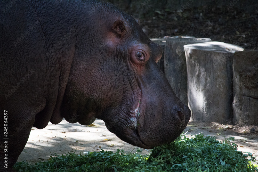 hippopotamus hippopotamus