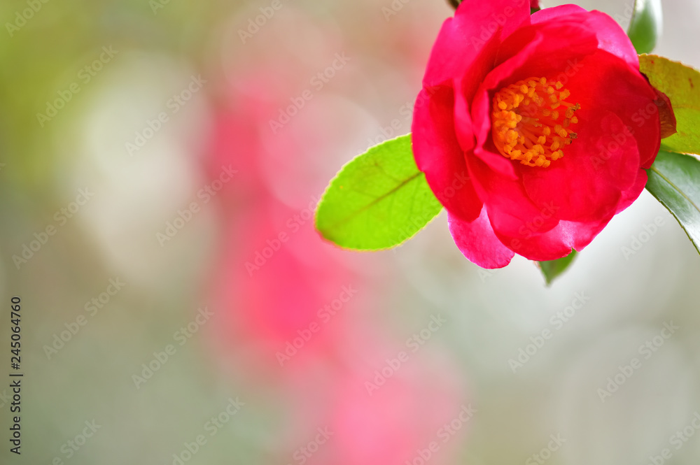 Obraz premium 冬の花 山茶花