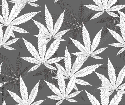 Marijuana plant and cannabis on black color backgrounds.