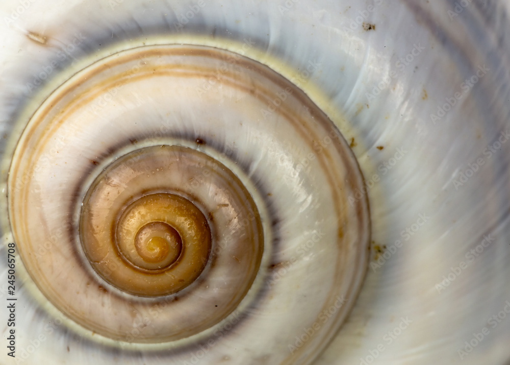 sea snail shell on Beach Sand. Close up sea snail shell on Beach Sand. Close up