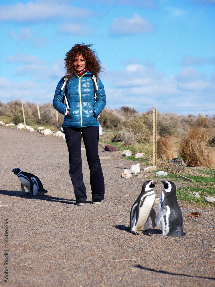 Magellanic penguins on the coast of Patagonia Argentina.