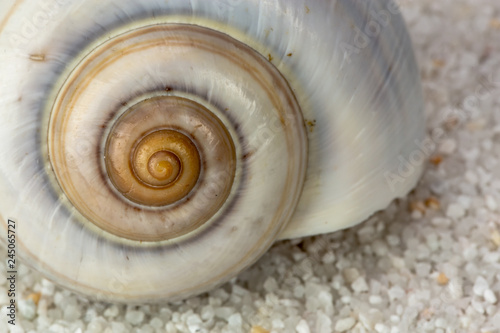 sea snail shell on Beach Sand. Close up