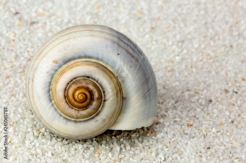 sea snail shell on Beach Sand. Close up