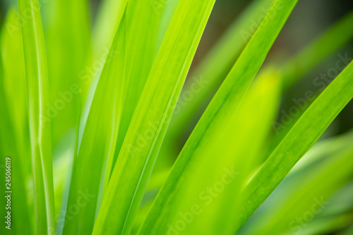 Green pandan leaves in the garden, Close up & Macro shot, Selective focus, Abstract graphic design