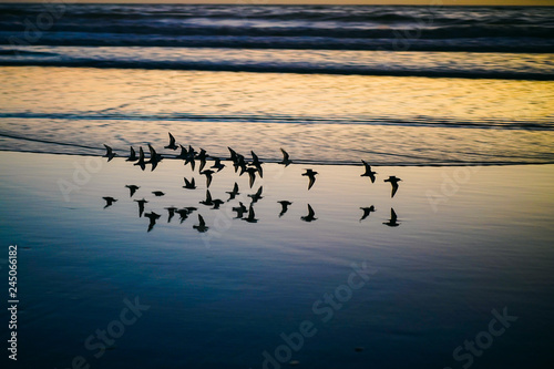 Shorebirds on empty beach at sunset photo