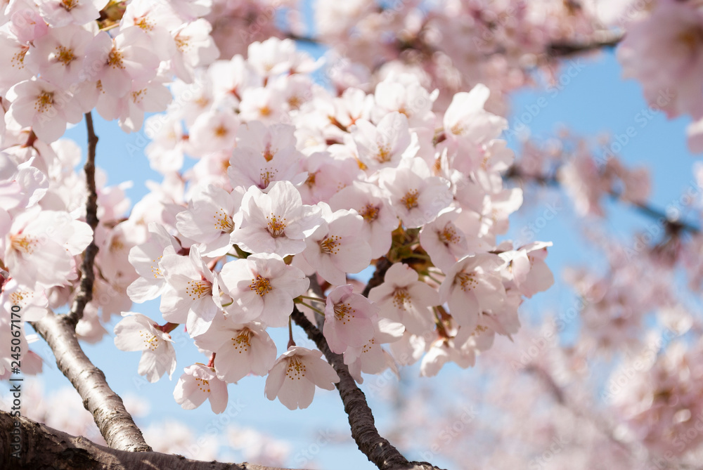 Fototapeta premium 桜の花