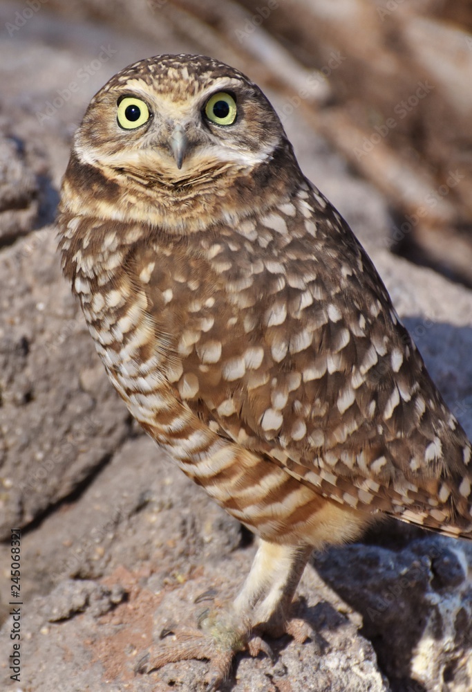 The burrowing owl (Athene cunicularia) is a small, long-legged owl found throughout North and South America The burrowing owl (Athene cunicularia) is a small, long-legged owl found throughout North and South America