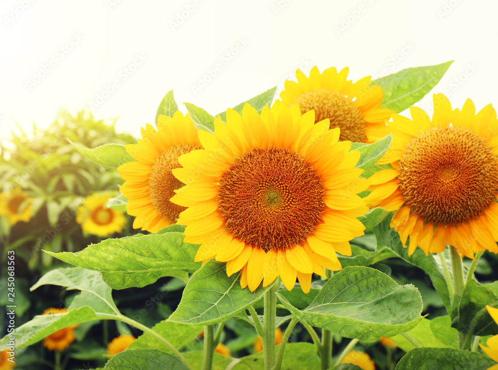 Obraz premium Beautiful sunflower field landscape close-up.