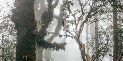 Forest in fog in Nepal, Everst area photo