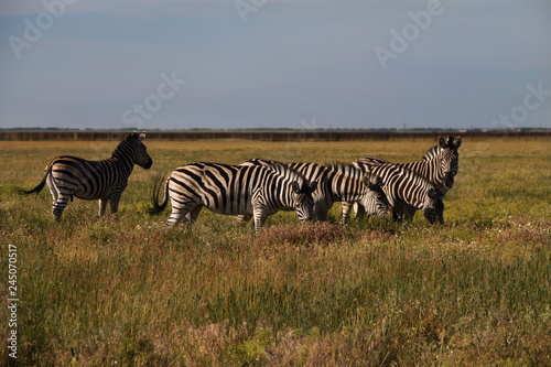 Zebra in nature habitat. Wildlife scene from nature.