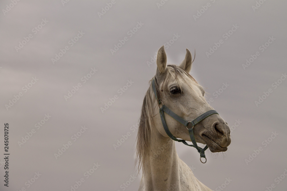 Portrait of wonderful white horse.