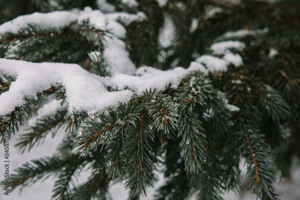 Pine tree covered in snow