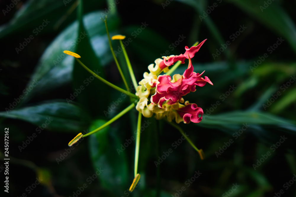 Exotic rare colorful tropical flower. Close-up. Beautiful and bright flowers of Sri Lanka. Exotic rare colorful tropical flower. Close-up. Beautiful and bright flowers of Sri Lanka.