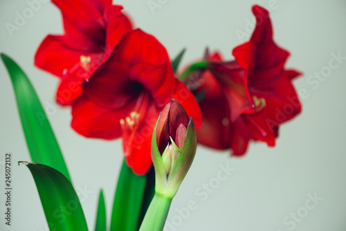 Large red blooming flowers and flower bud