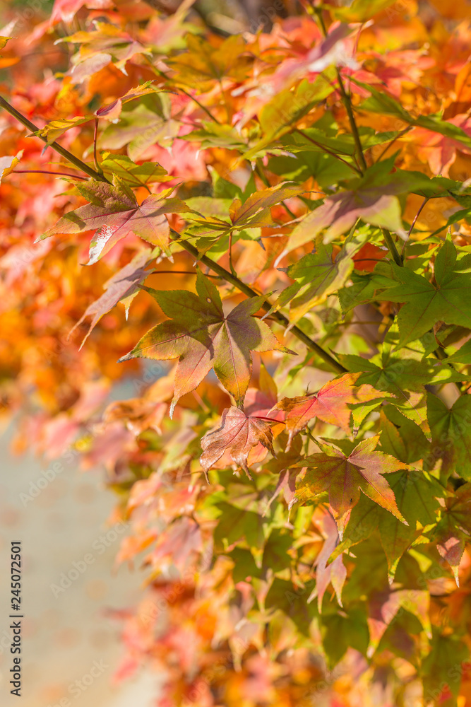 Yellow maple leaf in autumn