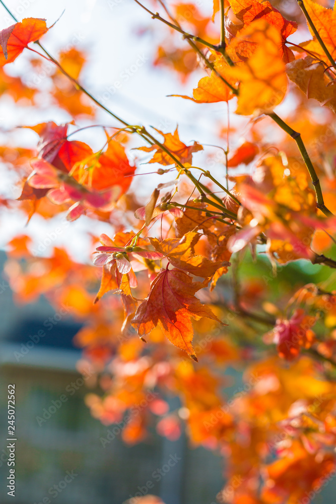 Yellow maple leaf in autumn Yellow maple leaf in autumn