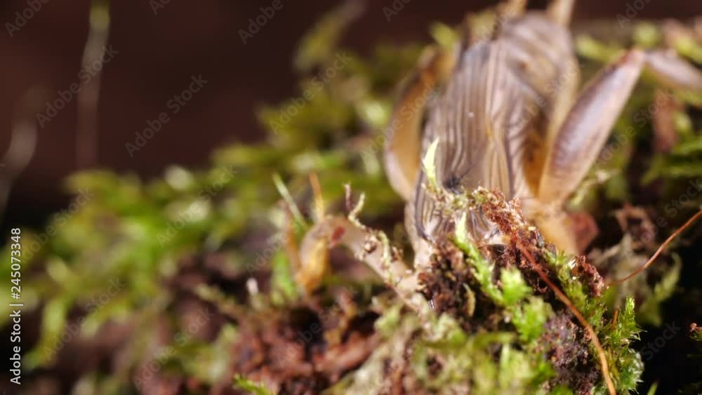 Mole Cricket (Gryllotalpa sp.) a tropical species from Ecuador grooming and digging in to moss. Mole Cricket (Gryllotalpa sp.) a tropical species from Ecuador grooming and digging in to moss.