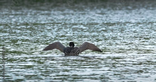 Nice shot of a loon rearing up and flapping its wings on a fresh water lake. 4K slow motion.
