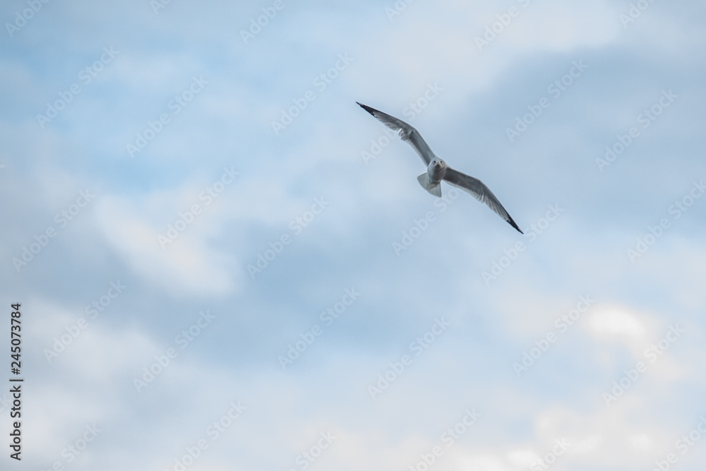 Seagull Soaring Through the Clouds with a Blue Sky Seagull Soaring Through the Clouds with a Blue Sky