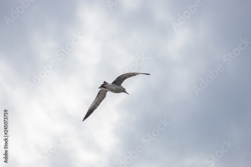 Seagull Soaring Through the Clouds with a Blue Sky