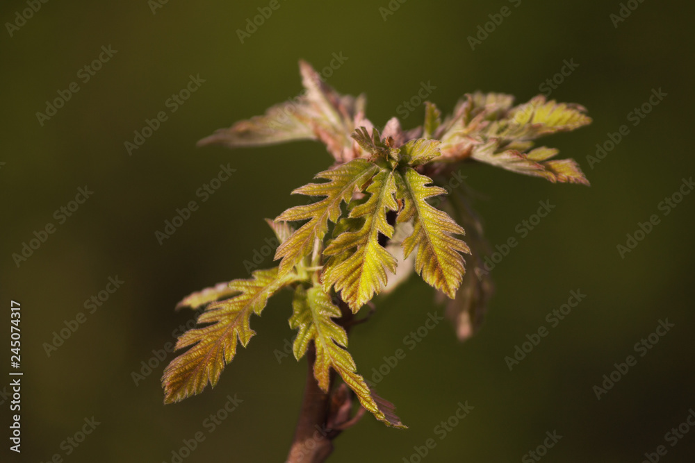 Green tree sprout grows. Symbol of new life Green tree sprout grows. Symbol of new life